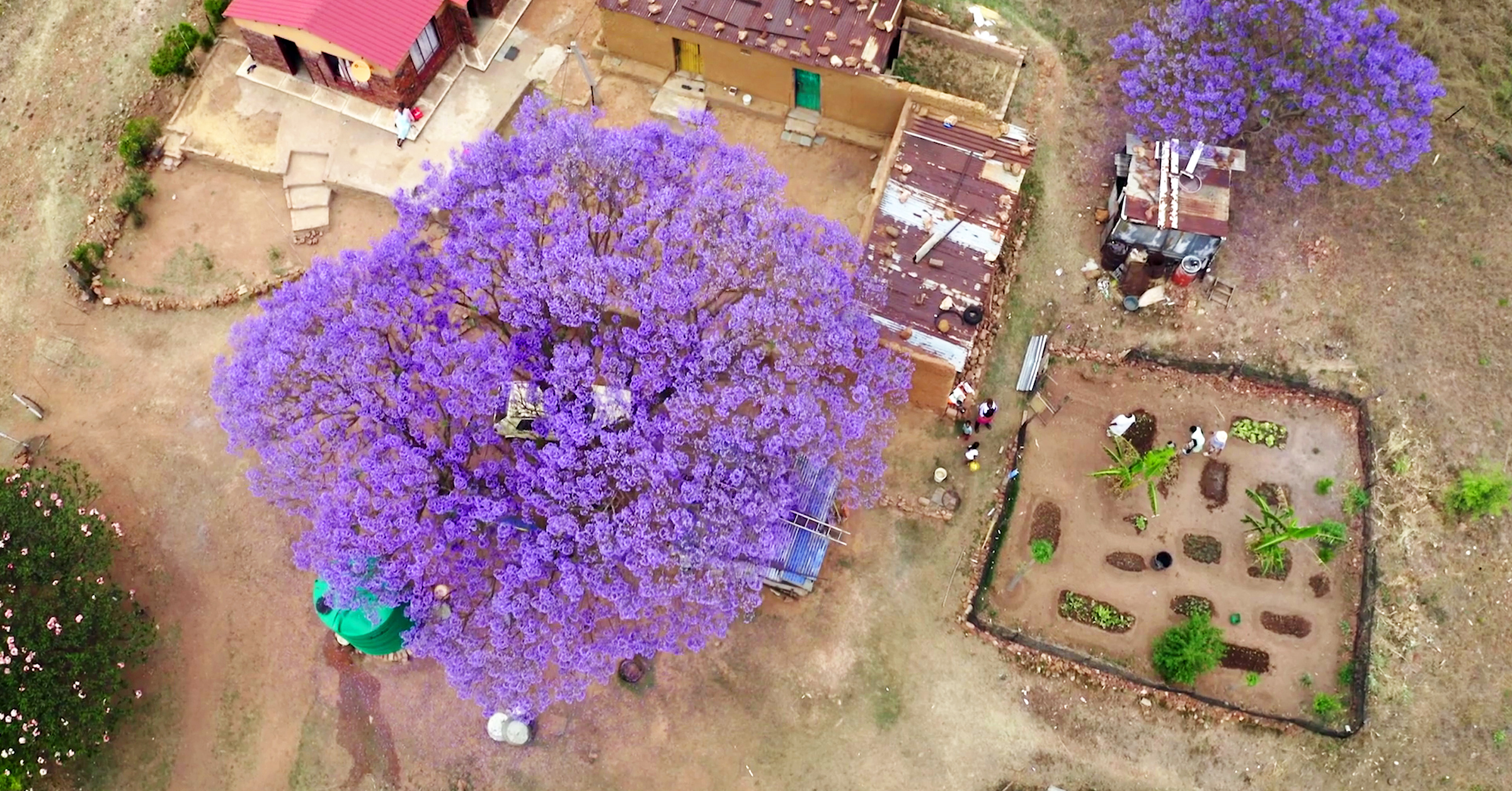 Aerial view of a vibrant purple jacaranda tree in full bloom, adjacent to several buildings with rust-colored roofs. Nearby, a fenced garden with neatly arranged plants tells its own story. People can be seen walking and working around the area, adding to the art of storytelling in this picturesque scene.