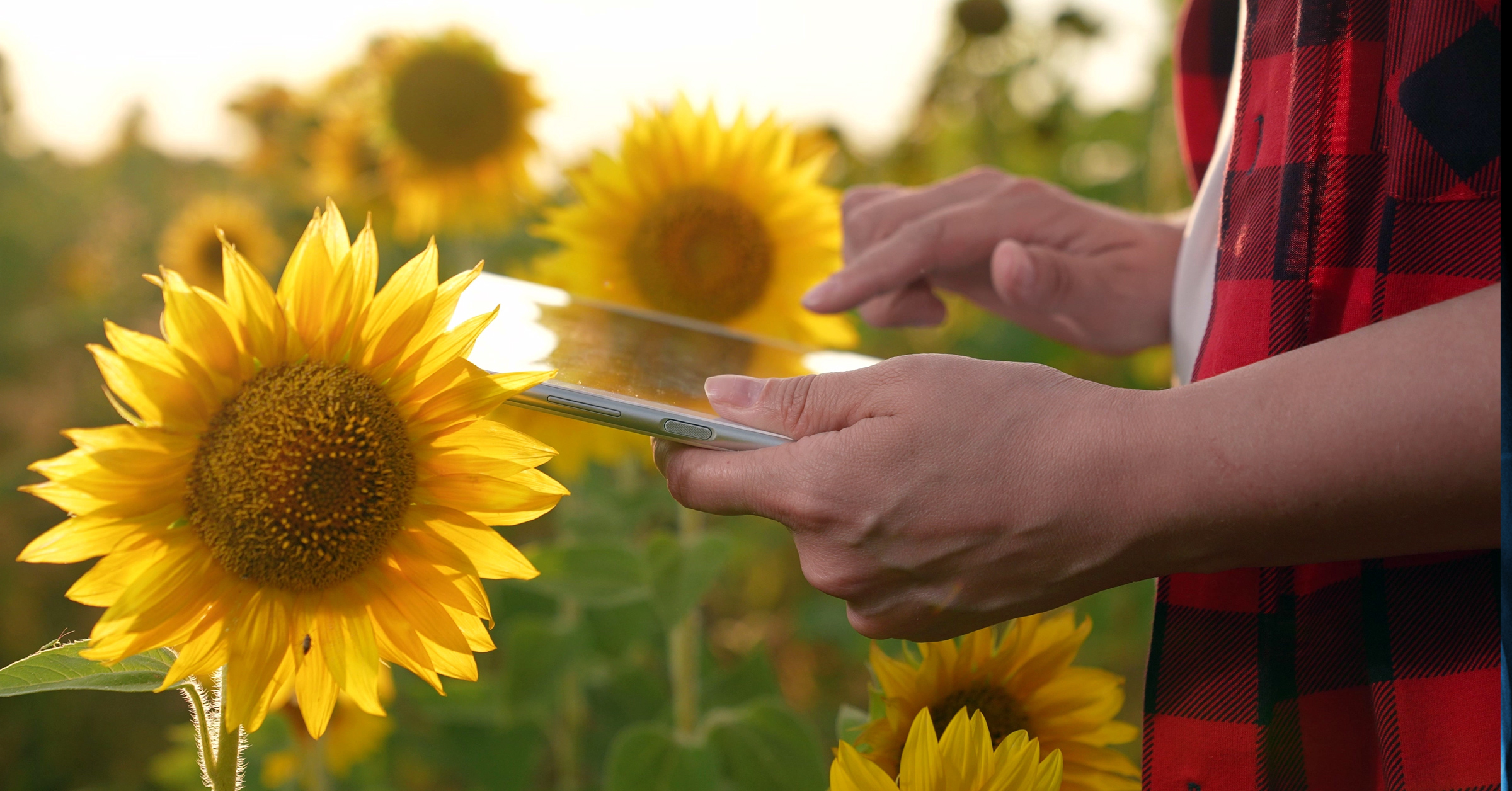 A person wearing a red plaid shirt uses a tablet in a sunflower field, the bright blooms creating a vivid backdrop. The sunlight gives a warm glow, highlighting the contrast between technology and nature—a perfect scene for SEO optimization to boost customer advocacy.